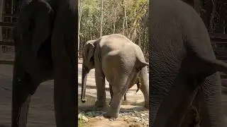 Elephant pees and poops