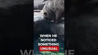Bear Saves Drowning Crow🥹