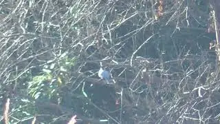 Y0036　Nanase River　Crested Kingfisher eating Fish at Feeding Grounds
