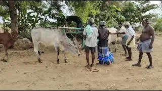 Bullock cart training for my bulls in my farm erode