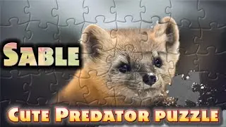 Sable - クロテン - Zobel - 黑貂 - Animals puzzle | WAP Puzzle