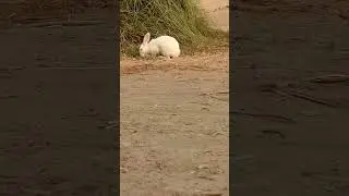 #desirabbit