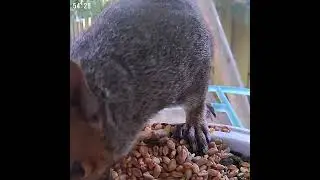 Baldrick the squirrel raiding the Netvue birdfy feeder again!