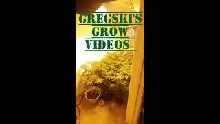 Legal weed grow in closet Mid Veg 400W HPS