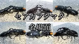 セアカフタマタクワガタ 名場面集 名バトルシーン【たっカブ】