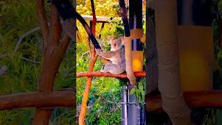 Cutest Koala compilation ever&hearts;️ #koalabears #naturelover #natureanimals #koala #koalabear #shorts