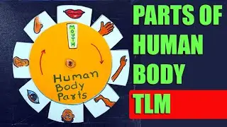 Human Body Parts names  with pictures TLM | Learn parts of body names | Parts of Body