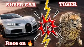 World Faster Car VS Cheetah 😲OMG😱🔥#mrbeast#trending 