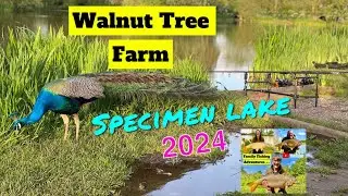 Walnut Tree Farm Specimen Lake - Crewe 2024 Family fishing Adventures