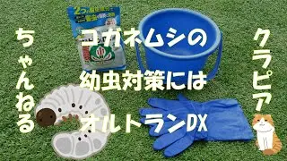 コガネムシの幼虫による食害対策にオルトラン