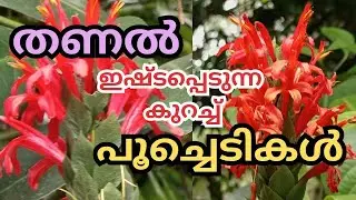 Flower plants that survive extreme heat by moving them to the shade #trending #garden #flowers #p...