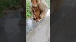 Papa protected Kannu from the rain🌧️🐒#youtubeshorts #monkeybandar #bandershort#animals