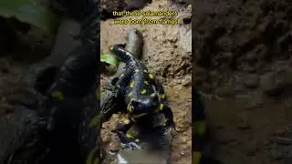 Nature's Secrets | Fire Salamanders, and here's the truth about them 😱 #shorts