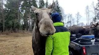 Moosepark winterday 👌