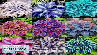 300+Mixed HOSTA SEEDS  PERENNIAL OUTDOOR SHADE GARDEN PLANTING SEEDS eBay