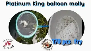 platinum King balloon molly Big mama giving birth 170pcs fry