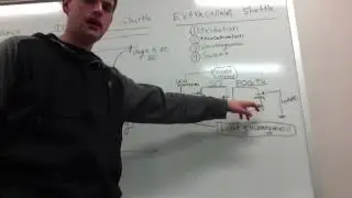 Lactate Clearance