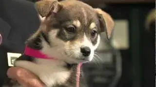 Welcome to the Pasadena Humane Society & SPCA