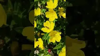 Енотера чотирикутна Oenothera fruticosa tetragona Ослинник Ночная свеча Энотера четырехугольная