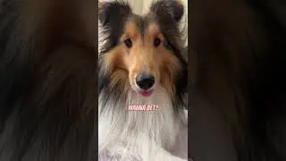 Bailey&rsquo;s SHORTS - Dogs Can&rsquo;t Smile #shorts #shetlandsheepdog #sheltie #dogvlog #hawaiisheltie