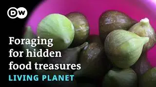 Naturally Connected: A forager&rsquo;s feast &ndash; Living Planet