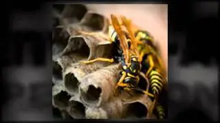 Pest Control Melbourne