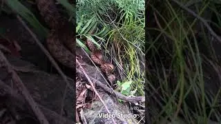 Cronin Creek Falls Via Mount Ernest Traverse