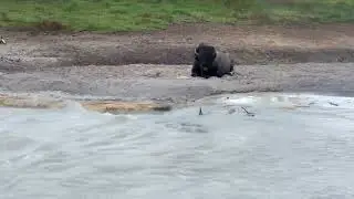 Buffalo Bliss: Relaxing by Yellowstone's Hot Mud Pit