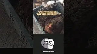 Chicken Eats Snake 😱#shorts #trollface #trending #phonk #edit