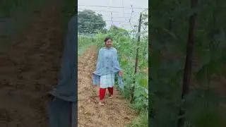 Morning vibes in farm 🌱🍀#shorts #farming #viralvideo #video