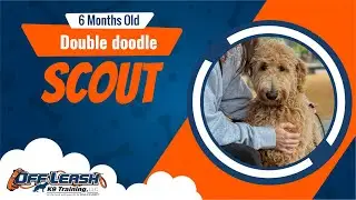 Double doodle | 6mon old | Scout | Best Dog Trainers Northwest Arkansas | Off Leash K9