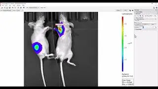 Living Image: Tool Palette - ROI tools