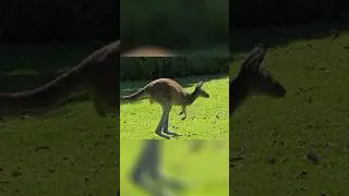 Kangaroo Song for Kids Hop Fun #kidssongs #singalong #toddlers #nurseryrhymes #lullaby #preschool