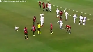 Dog invades pitch during Turkish league match 😍