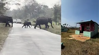 Elephant encounter at night in Bandipur National Park | Utterly terrified | Hiddeneye Stay Bandipur