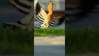 Hoopoe Bird