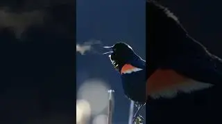 Graceful Bird in Motion | Amazing Sky Flight Moments #BirdFlying #NatureVideo #Relaxing #Wildlife