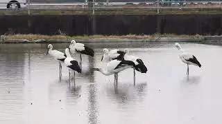 鳴門コウノトリ 2025/12/30 撮影 成長記録 徳島県鳴門市