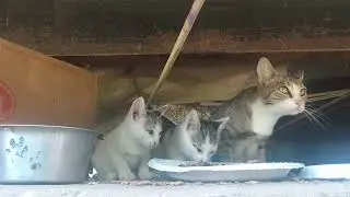Feeding Homeless Kittens and Stray Cats