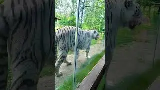 jungle safari  #whitetiger statue of unity jungle safari