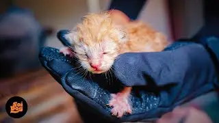 Tiny orphan kittens found with their dead mum