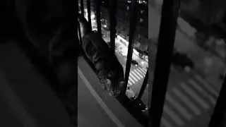 Epic Nighttime Fisheye Cat Leap | VHS-Style Security Cam Footage