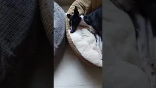 My dogs were so obsessed with this bed, we got them a new one #dogsoftiktok  #dog #xyzbca