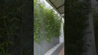 Wall bamboo garden ideas Binguet bamboo wall ideas