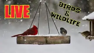 Bird & Wildlife Feeder Camera & Sounds