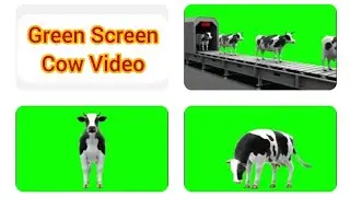 Green Screen Cow