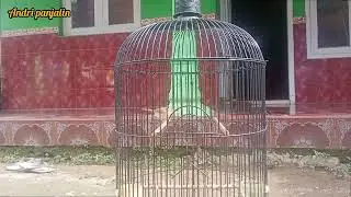 Cara merawat burung prenjak lumut yang masih liar agar tidak mudah mati