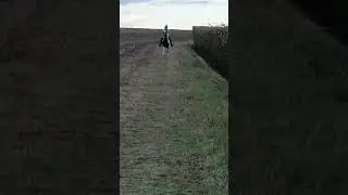 in stead of corn lily loves to go fast to fast for my liking