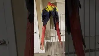 Scottie & Louie Scarlet Macaw Preening Session