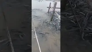 What Happens When You Feed Hundreds of Eels?